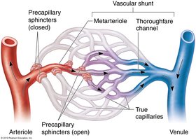Anatomy of a special (mesenteric) capillary bed