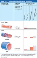 Summary of blood vessel anatomy (capillaries and veins)
