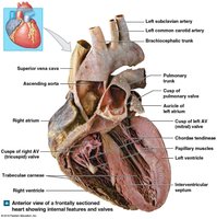Anterior view of a sectioned heart showing internal features and valves
