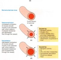 Diagram of vasoconstriction and vasodilation in arterioles