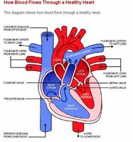 Diagram showing blood flow through the heart