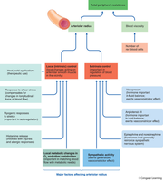 Flowchart of local metabolic and myogenic responses