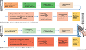 Flowchart of baroreceptor reflex responses