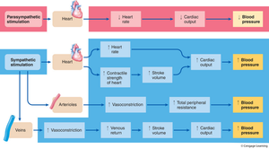 Flowchart of ANS effects on heart and blood pressure