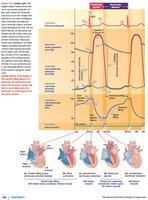 Graph showing pressure, volume, and ECG changes during cardiac cycle