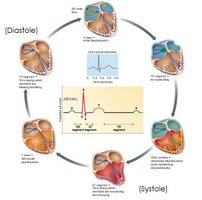 Diagram of cardiac cycle phases