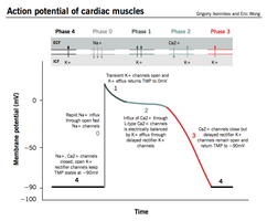 Action potential of cardiac muscle cells