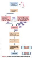 Excitation-contraction coupling in cardiac contractile cells