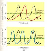 Comparison of action potentials in pacemaker and contractile cells