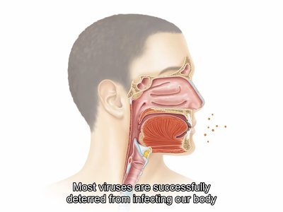 Illustration of viral entry and initial immune defense in the upper respiratory tract