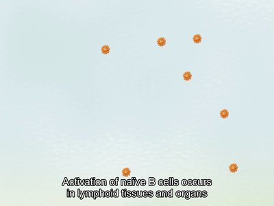 Activation of naive B cells in lymphoid tissues and organs