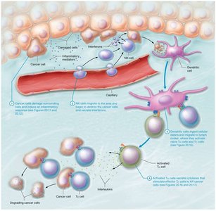 Diagram of the immune response to cancer cells