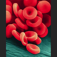 Microscopic view of erythrocytes (red blood cells)