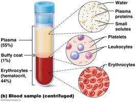 Centrifuged blood sample showing plasma, buffy coat, and erythrocytes