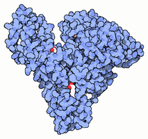 Molecular structure of an antibody