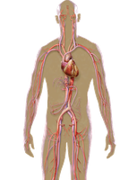 Diagram of human blood vessels