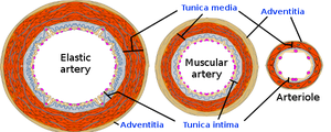 Comparison of elastic, muscular, and arterioles