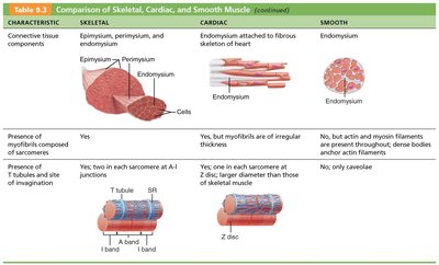 Comparison of Skeletal, Cardiac, and Smooth Muscle: Connective tissue, myofibrils, and T tubules