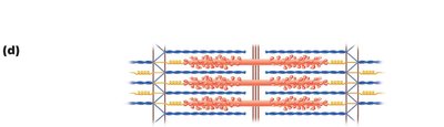 Enlargement of one sarcomere