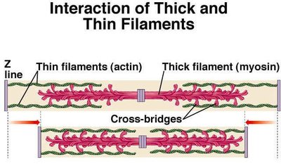 Interaction of thick and thin filaments