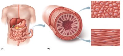 Smooth muscle layers in the intestine