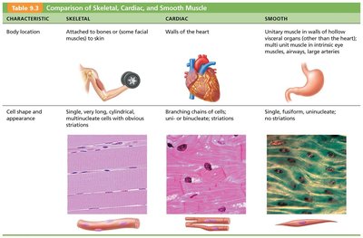 Comparison of Skeletal, Cardiac, and Smooth Muscle: Body location and cell structure