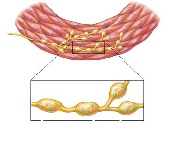 Varicosities in smooth muscle innervation