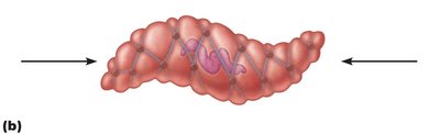 Contracted smooth muscle fiber