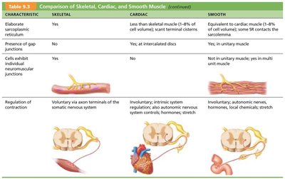 Comparison of Skeletal, Cardiac, and Smooth Muscle: Sarcoplasmic reticulum, gap junctions, and regulation