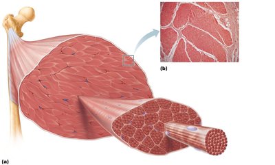 Connective tissue sheaths of skeletal muscle