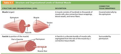 Structure and Organizational Levels of Skeletal Muscle: Muscle and fascicle