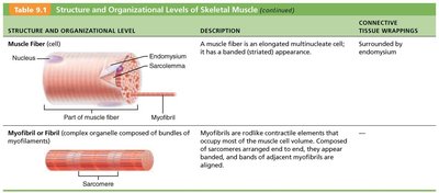 Structure and Organizational Levels of Skeletal Muscle: Muscle fiber and myofibril