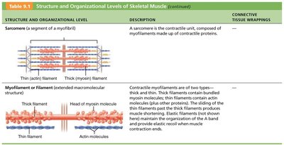 Structure and Organizational Levels of Skeletal Muscle: Sarcomere and myofilament