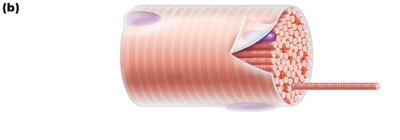 Diagram of muscle fiber showing myofibrils and striations