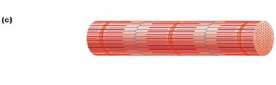 Enlarged myofibril showing sarcomere structure