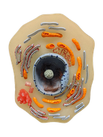 Model highlighting the nucleus and nucleolus