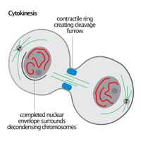 Diagram of cytokinesis showing contractile ring and separated nuclei