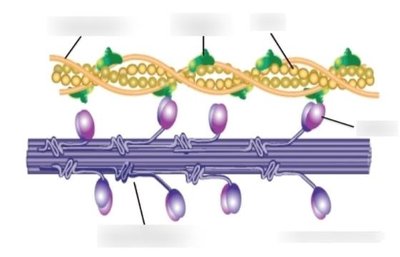 Actin and myosin structure