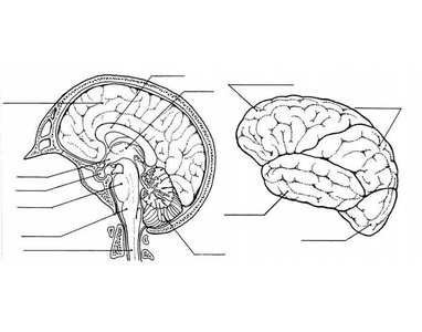 Brain anatomy diagram