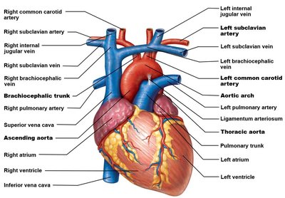 Heart and major vessels labeled