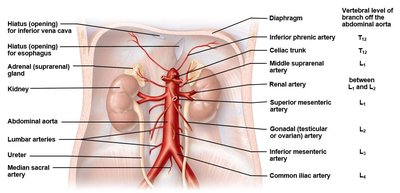 Abdominal aorta and its branches