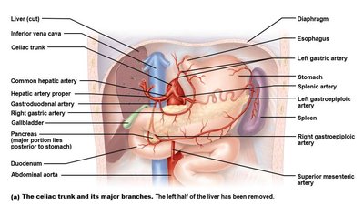 Celiac trunk and branches