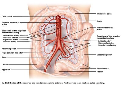 Superior and inferior mesenteric arteries