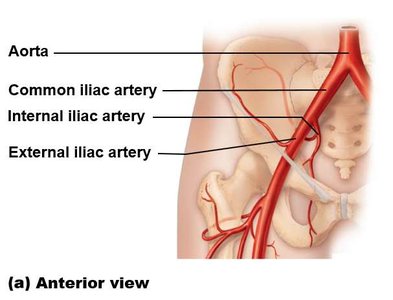 Common, internal, and external iliac arteries