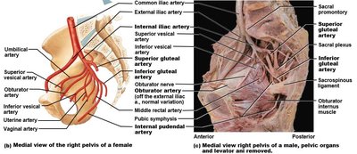 Branches of the internal iliac artery