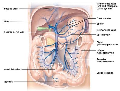 Hepatic portal system veins
