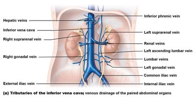 Tributaries of the inferior vena cava