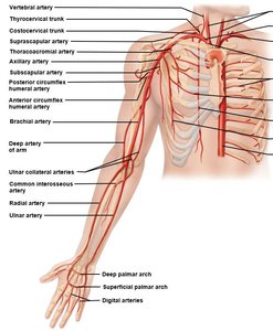 Arteries of the upper limb