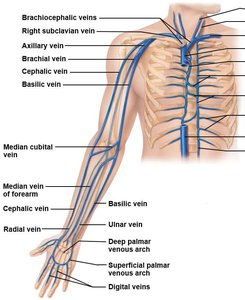 Deep veins of the upper limb