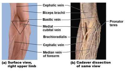 Superficial veins of the upper limb
